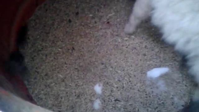 Кот боится мышей!) смотреть онлайн