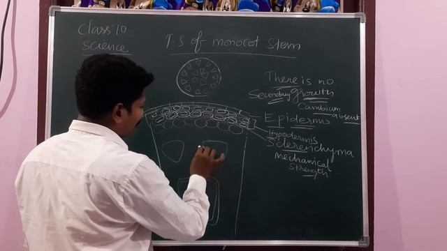 Video 17 / T.S of Monocot Stem смотреть онлайн