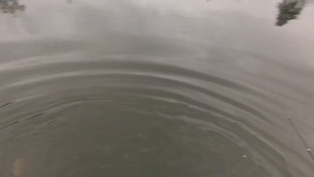 04.11.2018 ежедневное зарыбление верхнего безлимитного пруда форелью смотреть онлайн