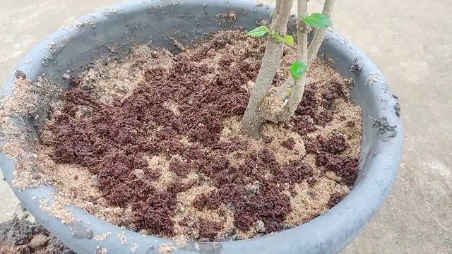 How to get maximum number of flower from hibiscus plant || secret tips || 100% successful смотреть онлайн