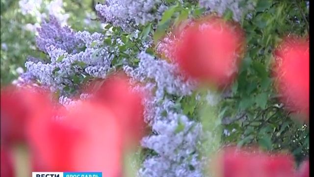 На Стрелке появится герб Ярославля из цветов смотреть онлайн