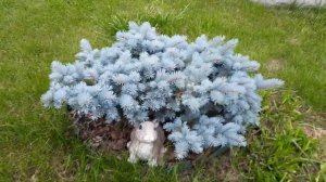 ЕЛЬ «ГЛАУКА ГЛОБОЗА» (PICEA PUNGENS GLAUCA GLOBOSA)