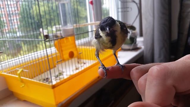 Синичка отгрызает Палец. ? Маникюр от птички. смотреть онлайн