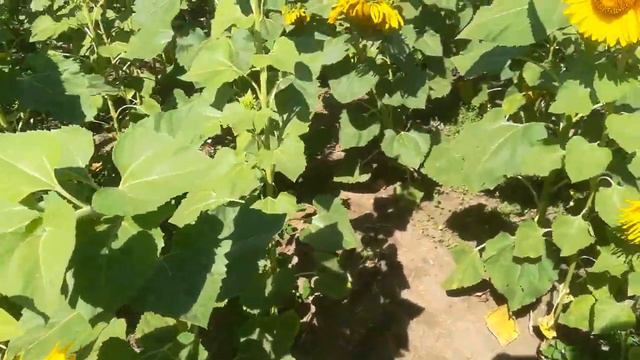 Подсолнечник цветет и пахнет. Бузулук 3 августа. смотреть онлайн