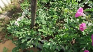 Как формировать АРБУЗЫ в открытом грунте.