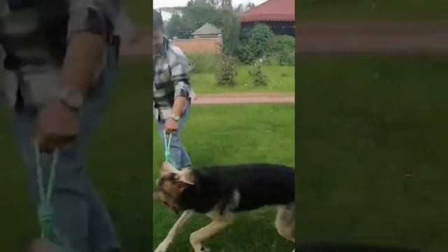 Кто же победит ? Яша продолжает искать дом и семью смотреть онлайн