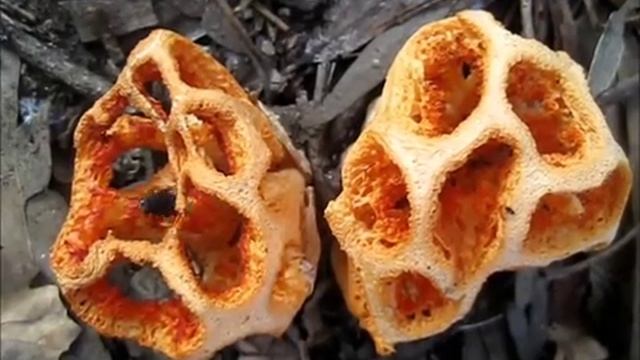 A xaula vermella e a mosca смотреть онлайн
