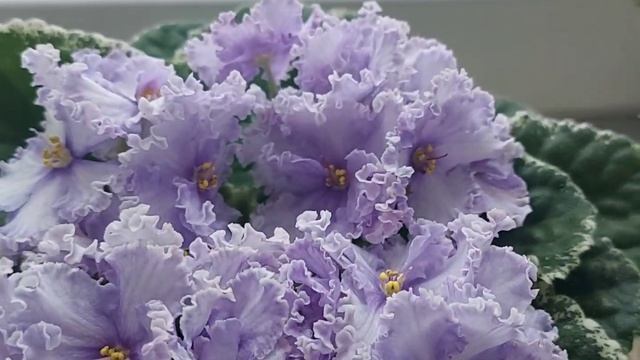 Узамбарские фиалки 1ч. #домашниецветы #фиалки смотреть онлайн