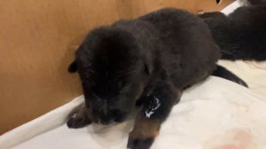 Первый Прикорм Щенков | Щенкам Немецкой Овчарки 2.5 Недели | Стелла Немецкая Овчарка Большая