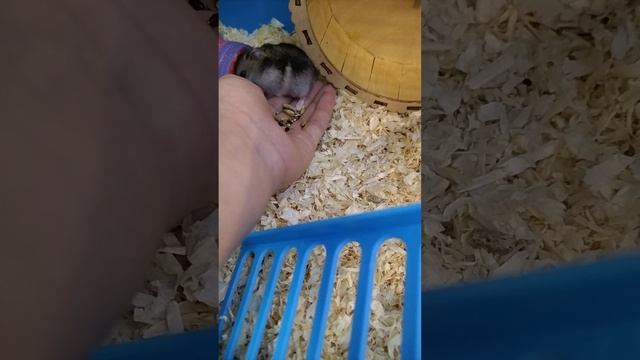 Как приручить хомяка легко и просто смотреть онлайн