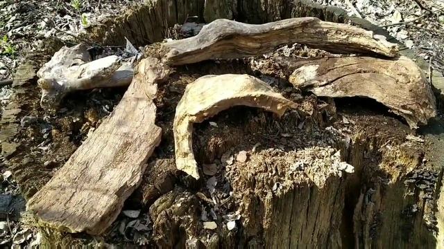 Коряга для аквариума. Как её найти. смотреть онлайн