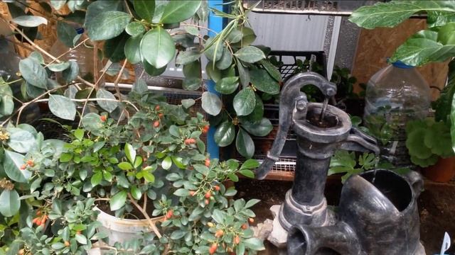 Манго в оранжерее , продолжение. смотреть онлайн