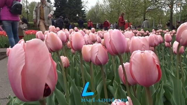Прекрасные тюльпаны в парке Горького смотреть онлайн