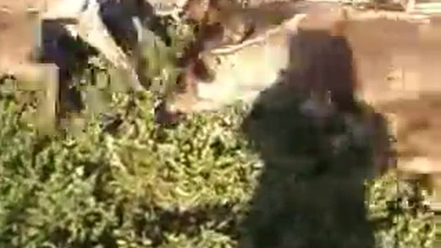 Стадо оленей в тундре смотреть онлайн