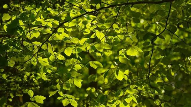 NEZABUDKA Просто люби - авторская песня смотреть онлайн