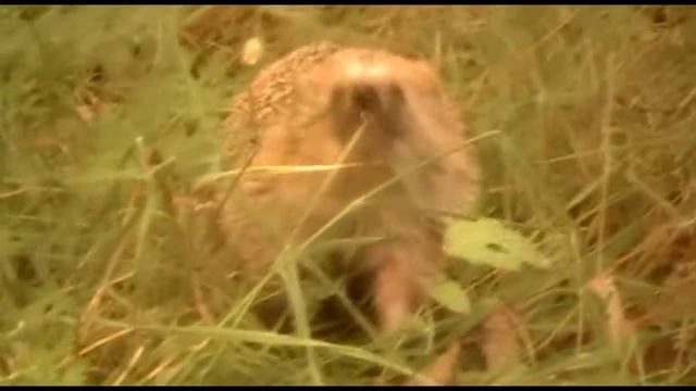 От улыбки станет всем светлей смотреть онлайн