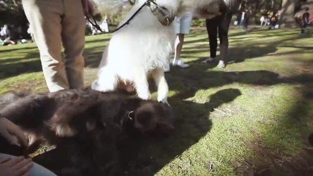 10 АНОМАЛЬНО БОЛЬШИХ СОБАК В МИРЕ. Зомби Чез смотреть онлайн