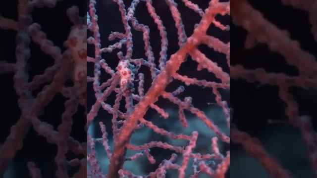 Карликовый морской конек смотреть онлайн