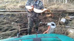 Рыбалка на Усть-Илимском водохранилище