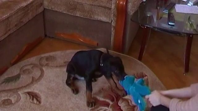 Щенок добермана 2 месяца смотреть онлайн