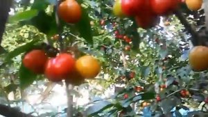 Кизил в Беларуси