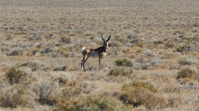AFRICA.WILD ANIMALS.4K RELAX VIDEO смотреть онлайн