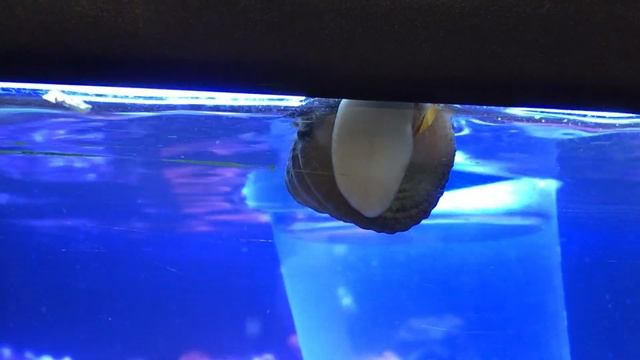 Turbo Snail Spawning IMG 2027 1 смотреть онлайн