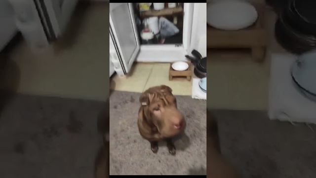 Ужин #sharpei #шарпейруби #шарпей смотреть онлайн
