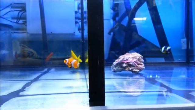 Synchronised fish / Синхронно плавающие рыбы смотреть онлайн