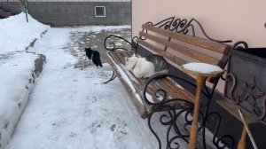 ЗАДАНИЯ ОТ ПОДПИСЧИКОВ: 24 ЧАСА ЧЕЛЛЕНДЖ! ДЕНЬ В ШКОЛЕ КОТОВ! НАПОЛНИЛИ ВЕСЬ ДОМ ГИГАНТСКИМИ ШАРАМИ