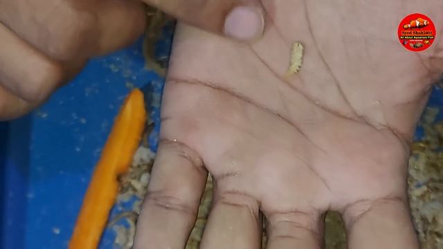 How to Breed Meal Worms - How to Care Male Worms , Feeding & Culture Full details смотреть онлайн