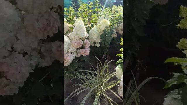 БалСад відео огляд смотреть онлайн