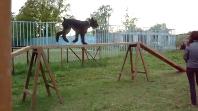 Ризеншнауцер на аджилити смотреть онлайн