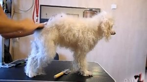 Карликовый пудель. Комплексная стрижка