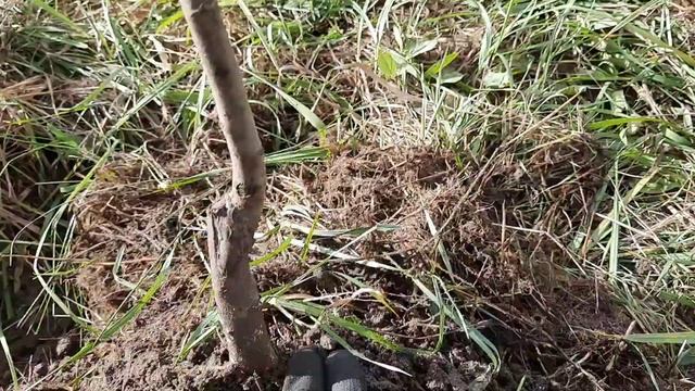 Посадка плодовых деревьев 8 октября смотреть онлайн