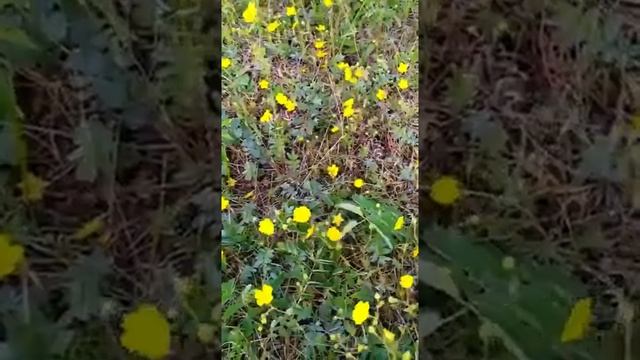 Саха. Девушка Парасковья. смотреть онлайн