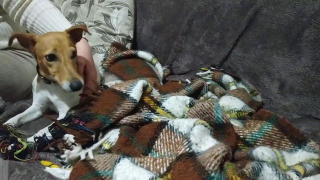 Фокстерьер Джесси смотреть онлайн