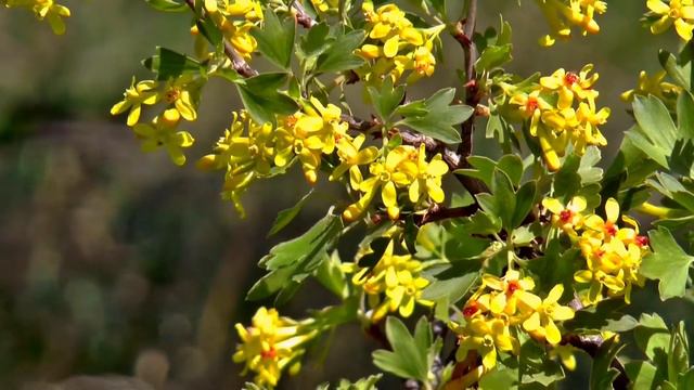 Acacia смотреть онлайн