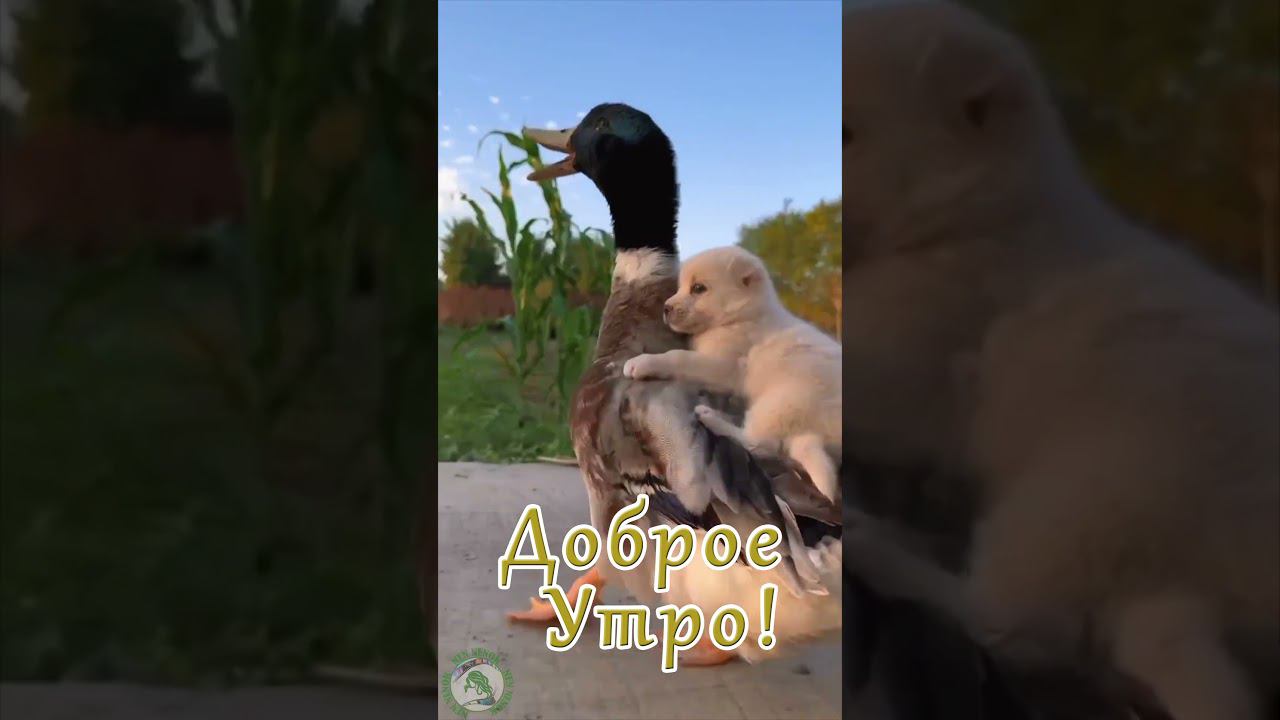 Доброе утро! Хорошего дня! смотреть онлайн