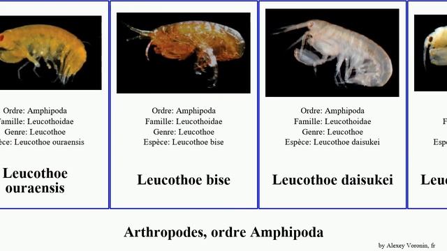 Arthropodes, Ordre Amphipoda Leucothoe Mer Vulgaris Arthropoda Grimaldi Cyrano Rosea Latipes Bise
