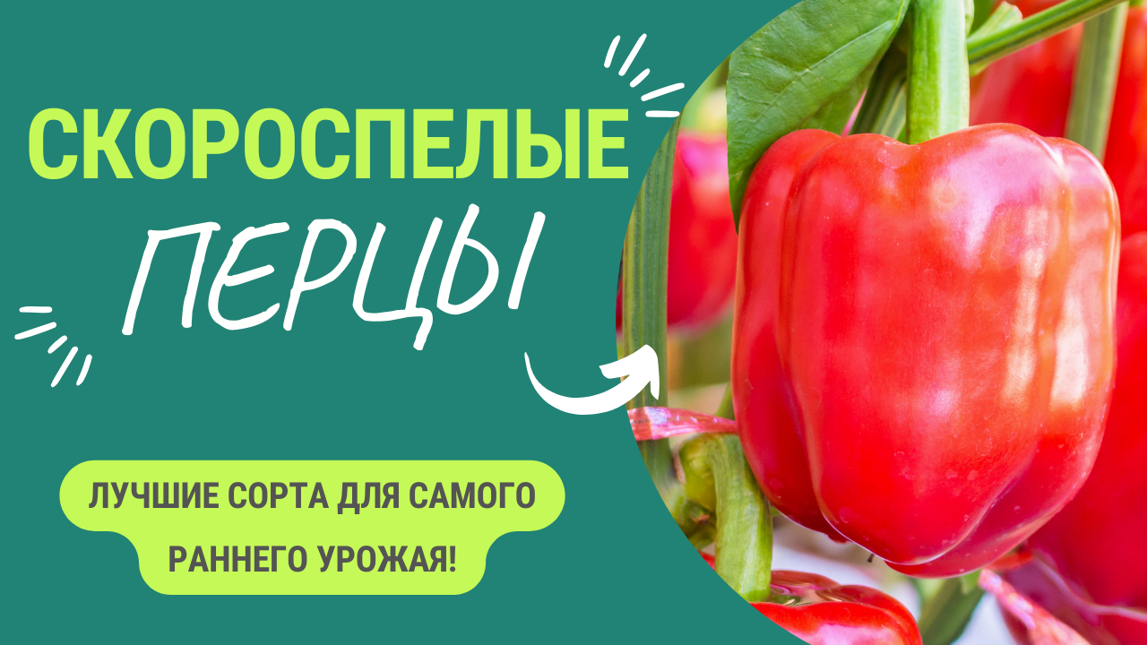 Сорта перцев, с которых получишь плоды раньше всех! смотреть онлайн