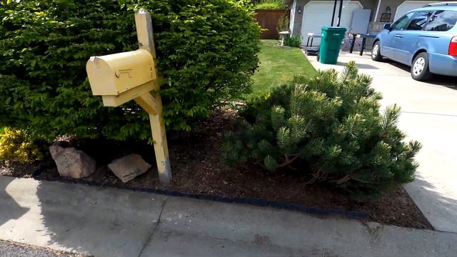 Pruning Japanese Maple and Mugo Pines - Before and After смотреть онлайн