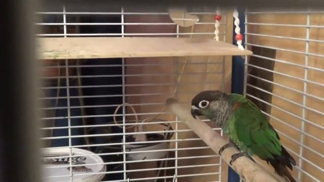 Попугай - Пиррура Мусик любит кукурузу Попугай кушает держа в лапке смотреть онлайн