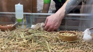 VlLOG Покупаем детям Хомяков