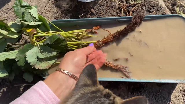 Саджанці на Замовлення / У сестри / Як посадити Полуницю / Морква 🥕 завалила смотреть онлайн