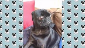 Мопсы веселятся. Смешные мопсы.