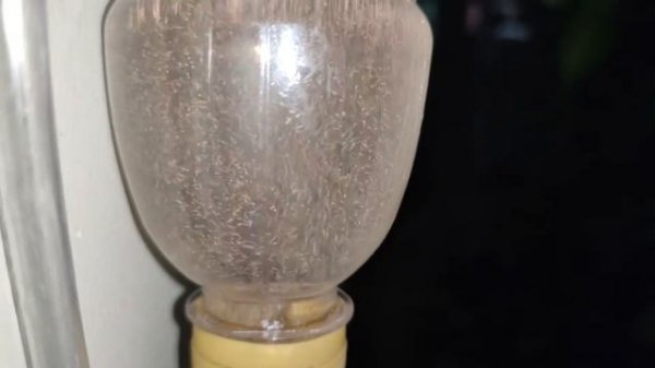 Artemia: First Time Hatching the Eggs using Aerator