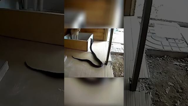 Кто хозяин в доме? смотреть онлайн