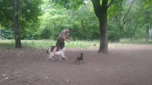 ДРЕССИРОВКА СОБАК | ТРЮКИ С СОБАКАМИ | НЕМЕЦКАЯ ОВЧАРКА ЦВЕРГПИНЧЕР смотреть онлайн