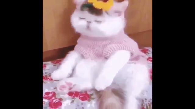 Колыбельная для любимого котика